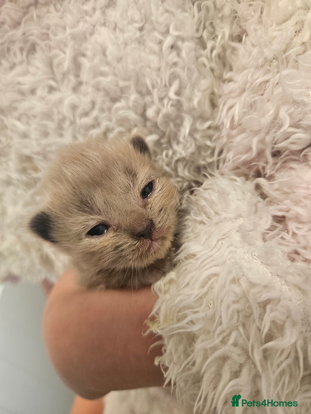 Ragamese cats for sale: 3/4 Ragdoll x 1/4 Siamese Kittens ♡ - Image 10