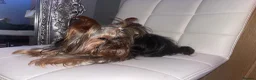 Yorkshire Terrier dogs for sale: Lovely Yorkshire Terrier Puppy ❤️ - Advert 7