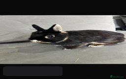 Netherland Dwarf rabbits for sale: Netherland dwarf  rabbits - Image 3