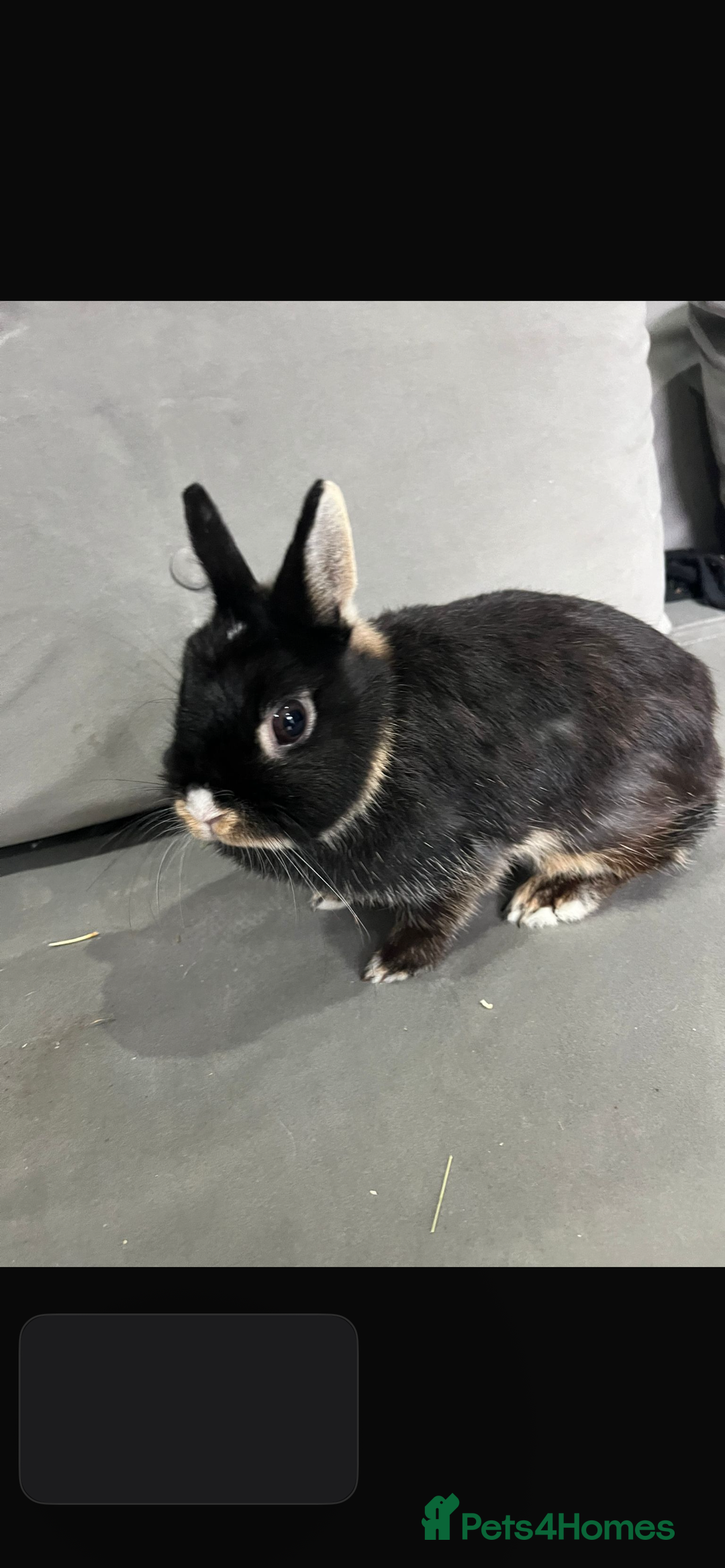 Netherland Dwarf rabbits for sale: Netherland dwarf  rabbits - Image 3