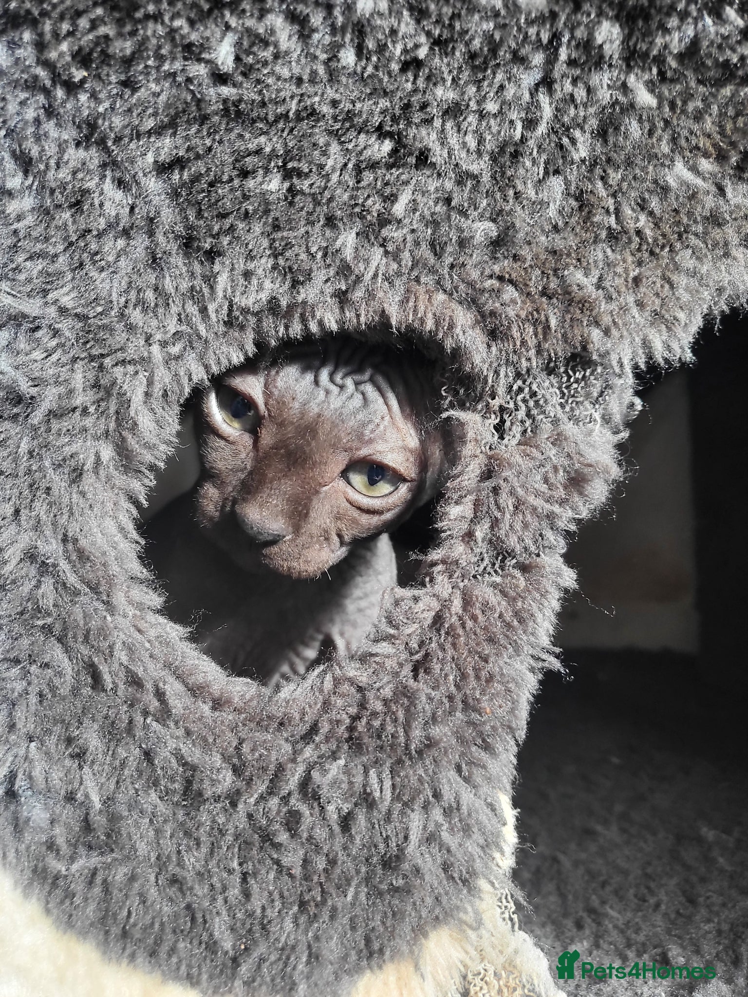 Sphynx cats 🐾 Exceptional Sphynx Kittens  🐾 - Advert 2