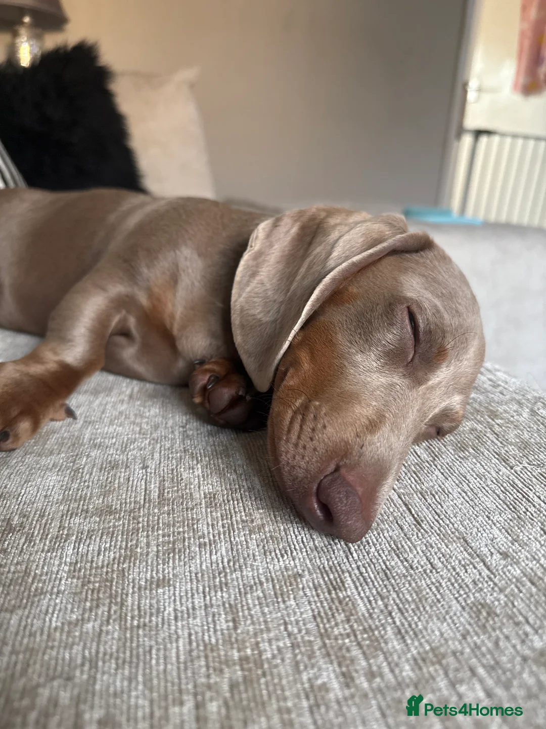 Dachshund dogs for sale: Chilli the sausage dog (dachshund) in Chester - Advert 2