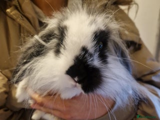 French Lop rabbits Gorgeous Lion head Lop Cross Male Bunny - Advert 4