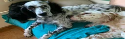 English Setter dogs for adoption: Brego - Advert 4