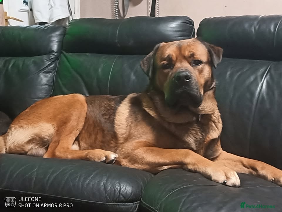 Mixed Breed dogs Masakiweiler (mastiff x akita x rottweiler) pups - Advert 2