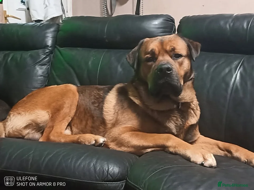 Mixed Breed dogs for sale: Masakiweiler (mastiff x akita x rottweiler) pups - Advert 2