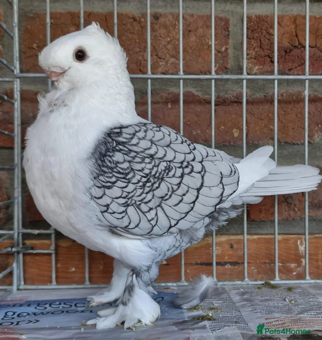 Pigeons birds for sale: Satinette Fancy Pigeons – Champion in Grays - Advert 5