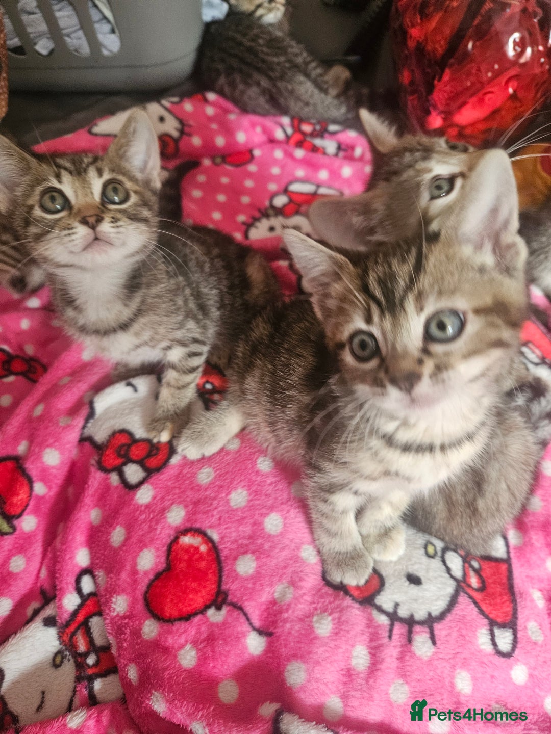 Mixed Breed cats for sale: Bengal cross kittens. 4 left!!! - Image 13
