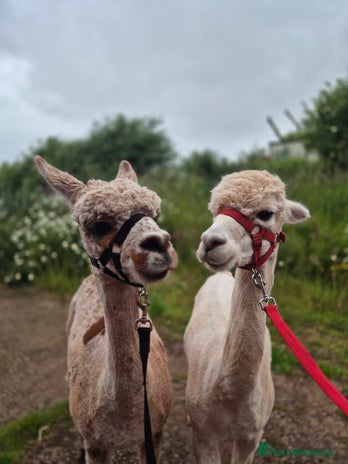 Alpaca livestock - Advert 15