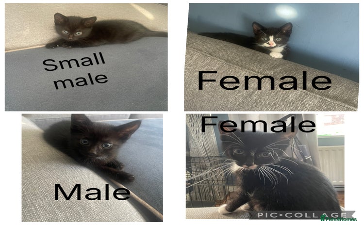 Mixed Breed cats - Advert 4