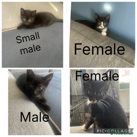 Mixed Breed cats - Advert 1