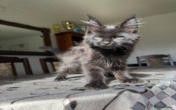 Maine Coon cats for sale: LARGE MAINE COON KITTENS *2 Left* - Image 6