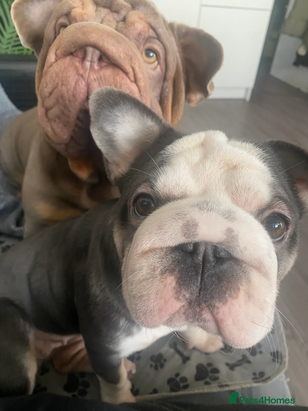 Mixed Breed dogs for sale: FRENCHIES x ENGLISH BULLDOGS - Advert 2