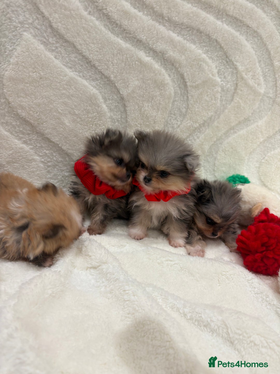 Pomeranian dogs for sale: RARE MINI MERLE FLUFFY POMERANIANS  - Advert 8