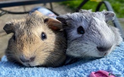Guinea Pig rodents for sale: Beautiful Bonded Pair Guinea Pigs - Funky - Image 5