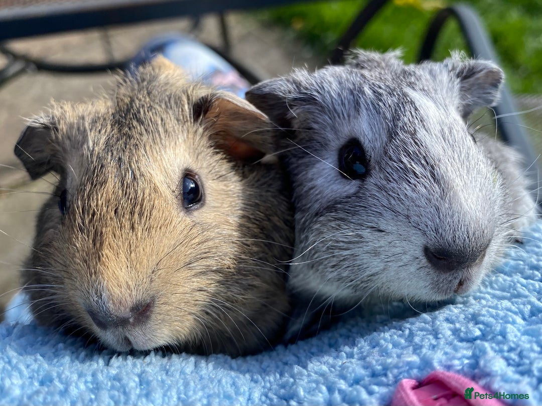 Guinea Pig rodents for sale: Beautiful Bonded Pair Guinea Pigs - Funky - Image 5
