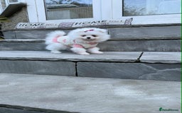Pomeranian dogs for sale: KC White Pomeranian polar bears 🐻‍❄️  - Image 15