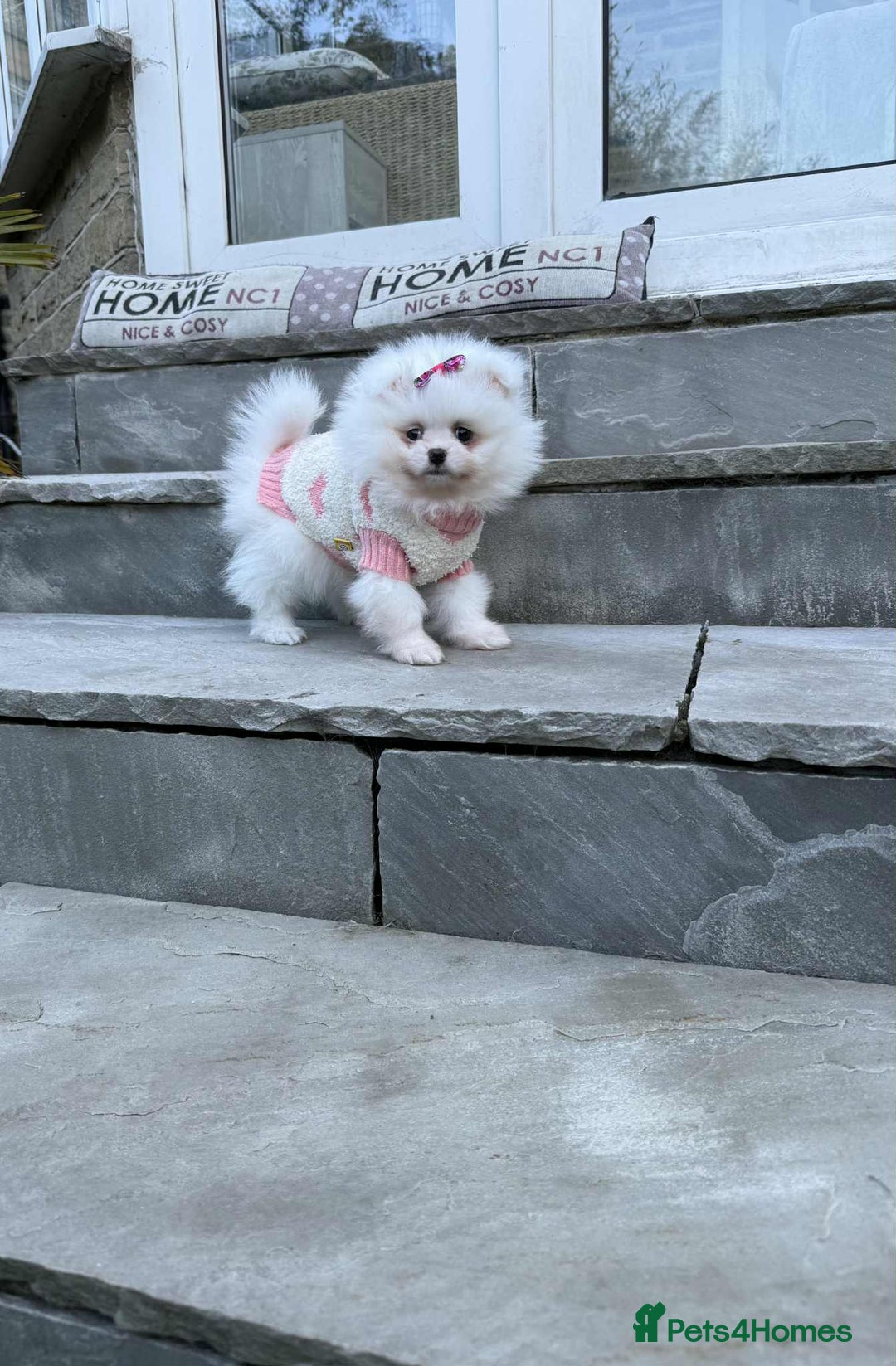 Pomeranian dogs for sale: KC White Pomeranian polar bears 🐻‍❄️  - Image 15