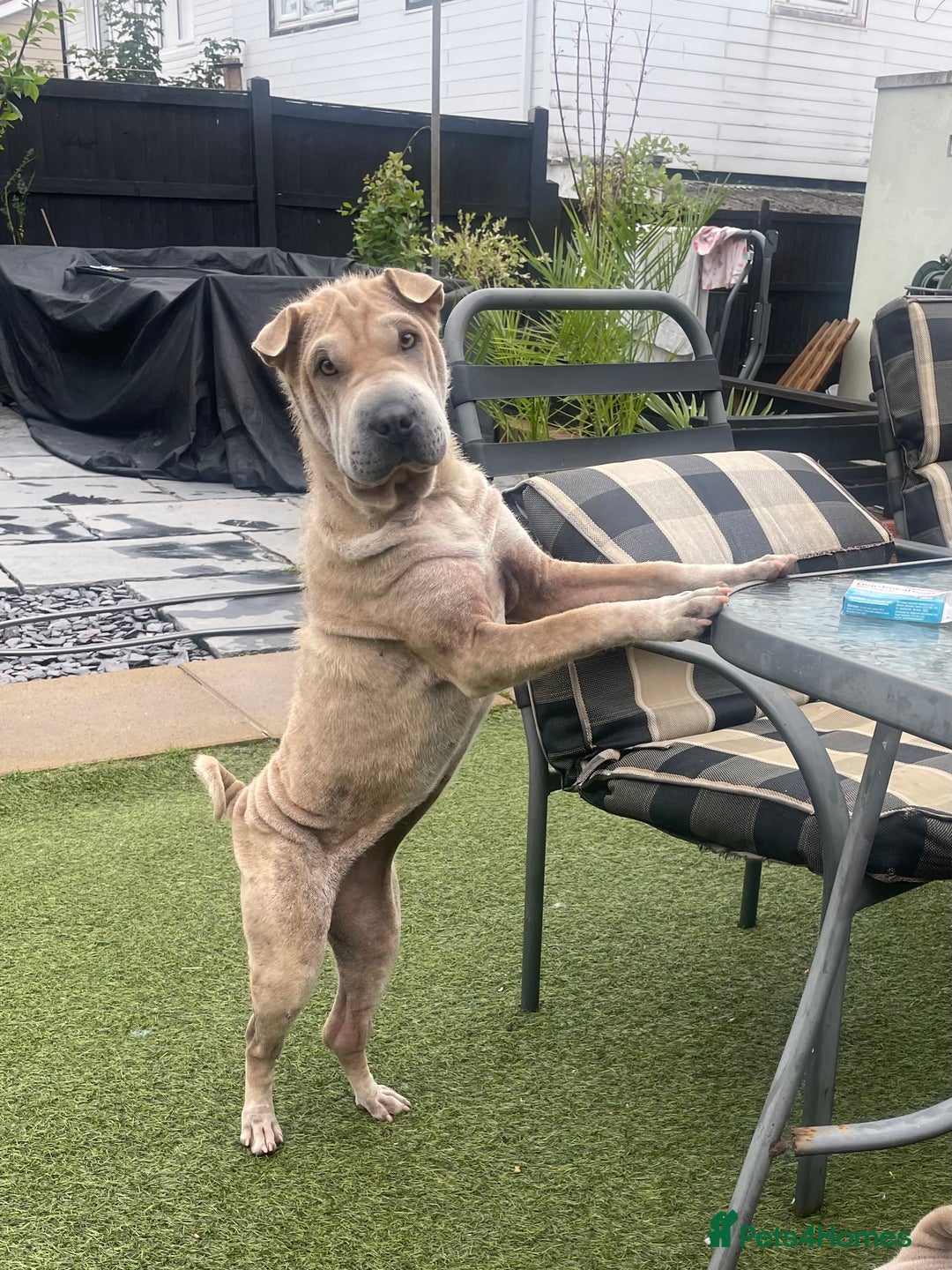 Shar Pei dogs for sale: Kc reg female Shar pei for sale  - Image 1