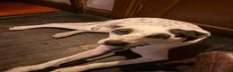 Mixed Breed dogs for adoption: Flipper for adoption in London - Advert 5