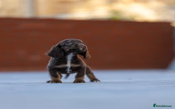 Cocker Spaniel dogs for sale: Cocker spaniel puppies  - Advert 5