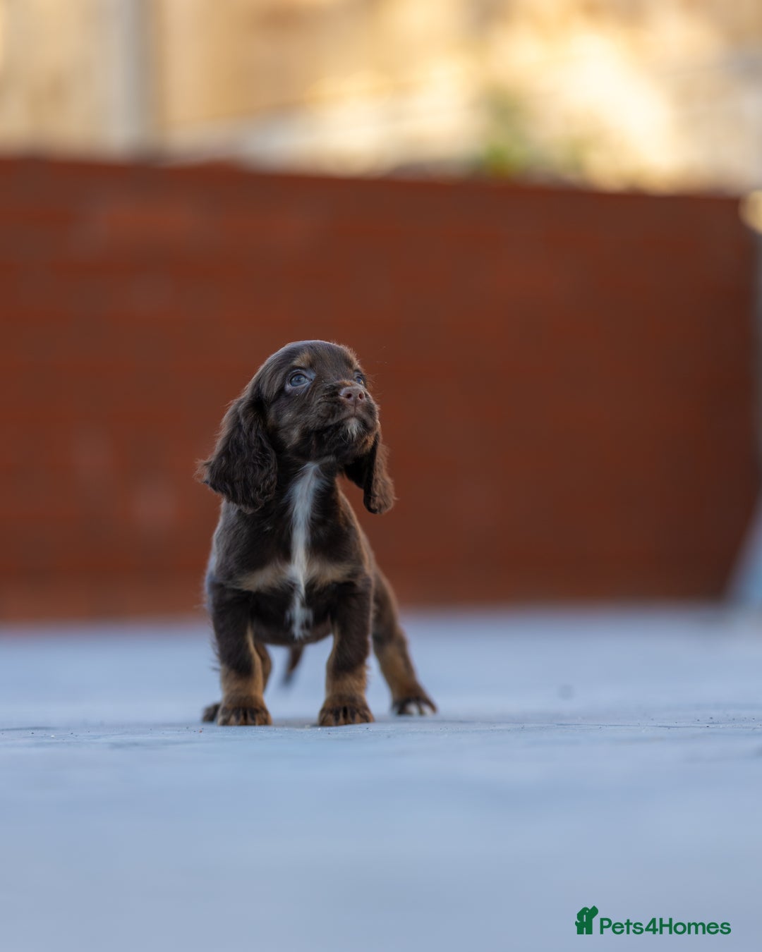 Cocker Spaniel dogs for sale: Cocker spaniel puppies  - Advert 5