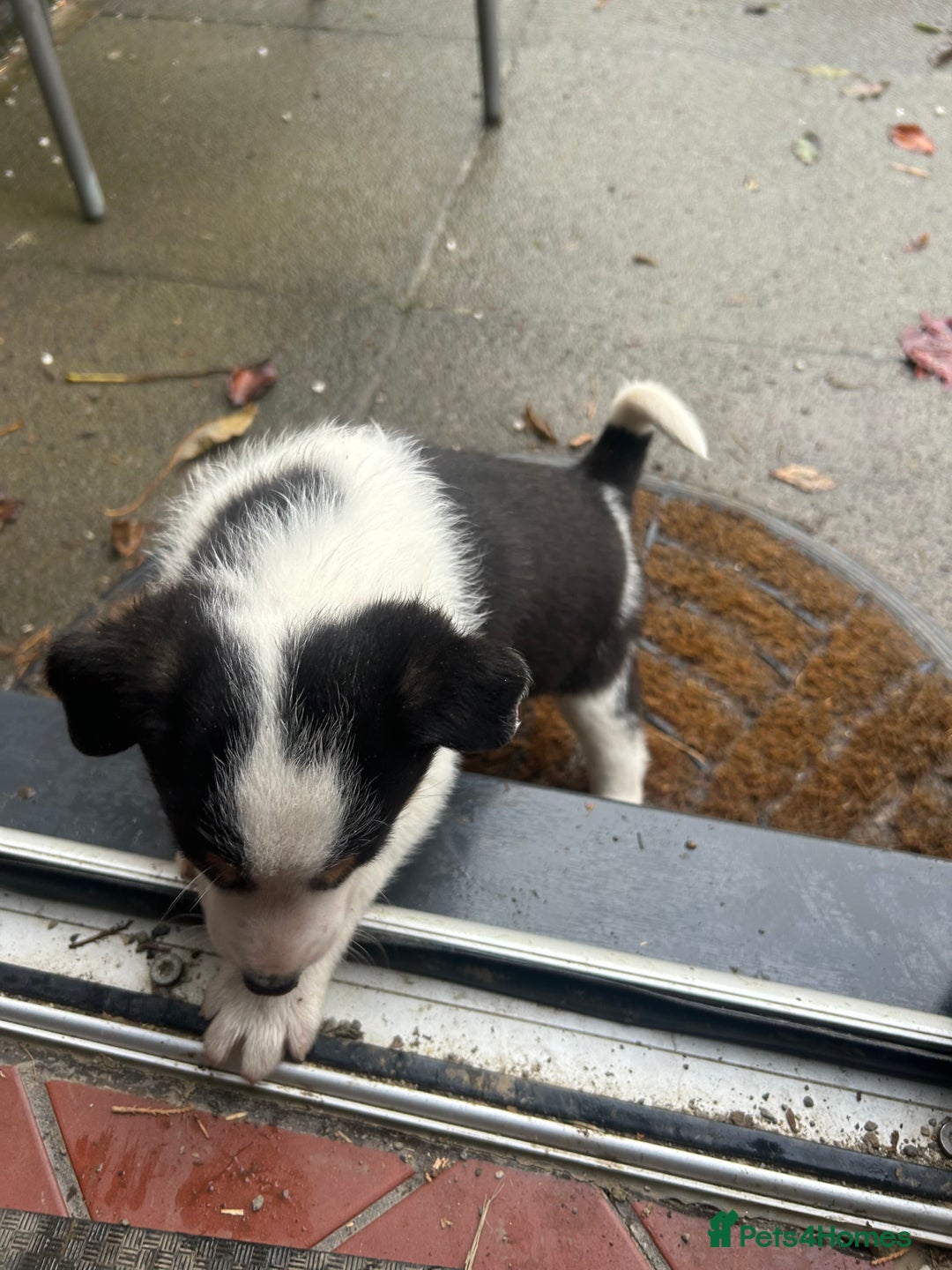 Border Collie dogs for sale: Welsh Red/Tri Coloured Collie Pups For Sale - Image 9