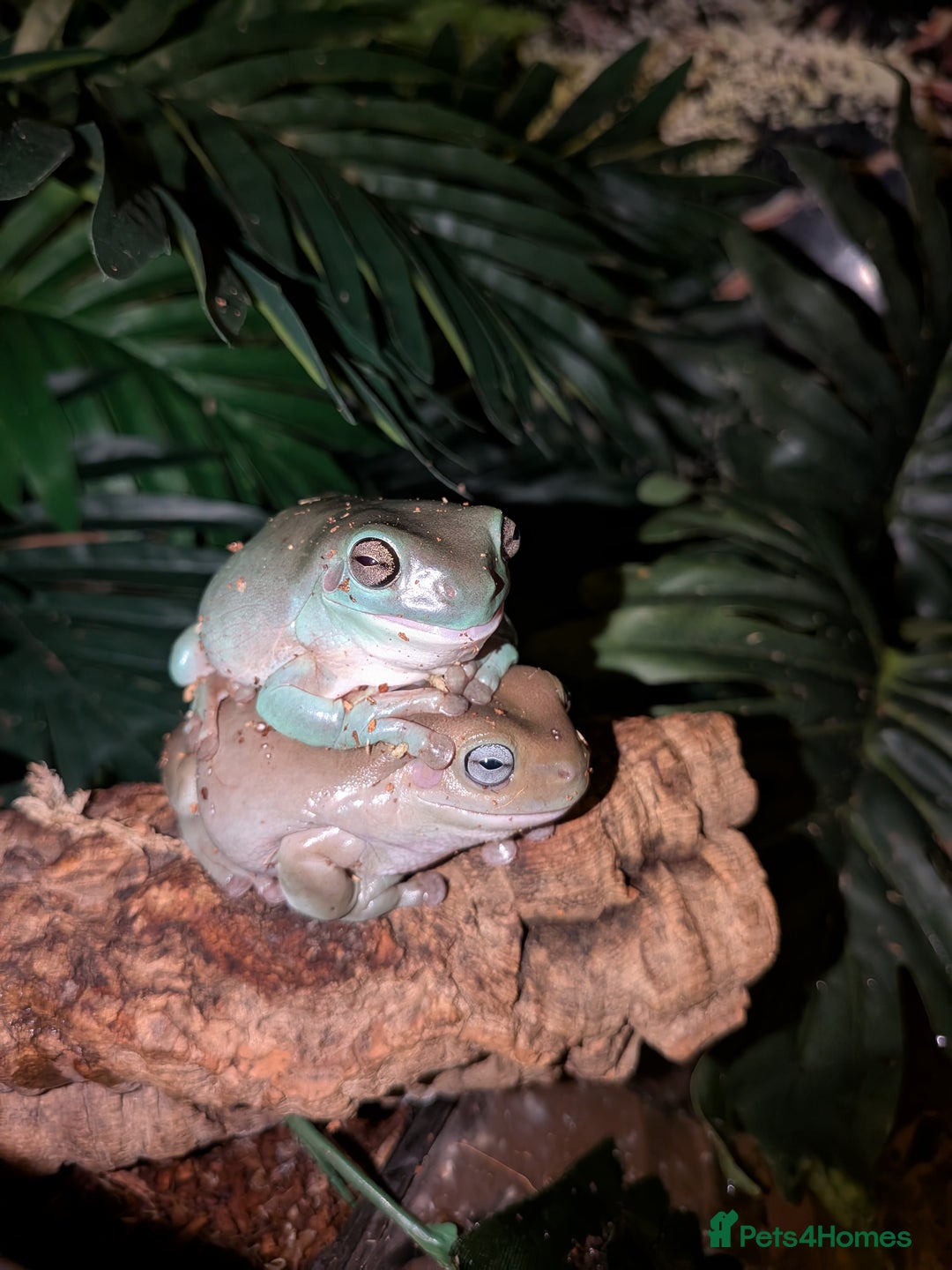 Frog reptiles for sale: Whites Tree Frog Tadpoles for sale  - Image 1