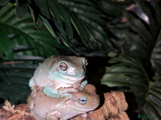 Frog reptiles - Advert 18