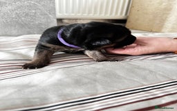 German Shepherd dogs for sale: KC German Shepherd puppies - Image 10