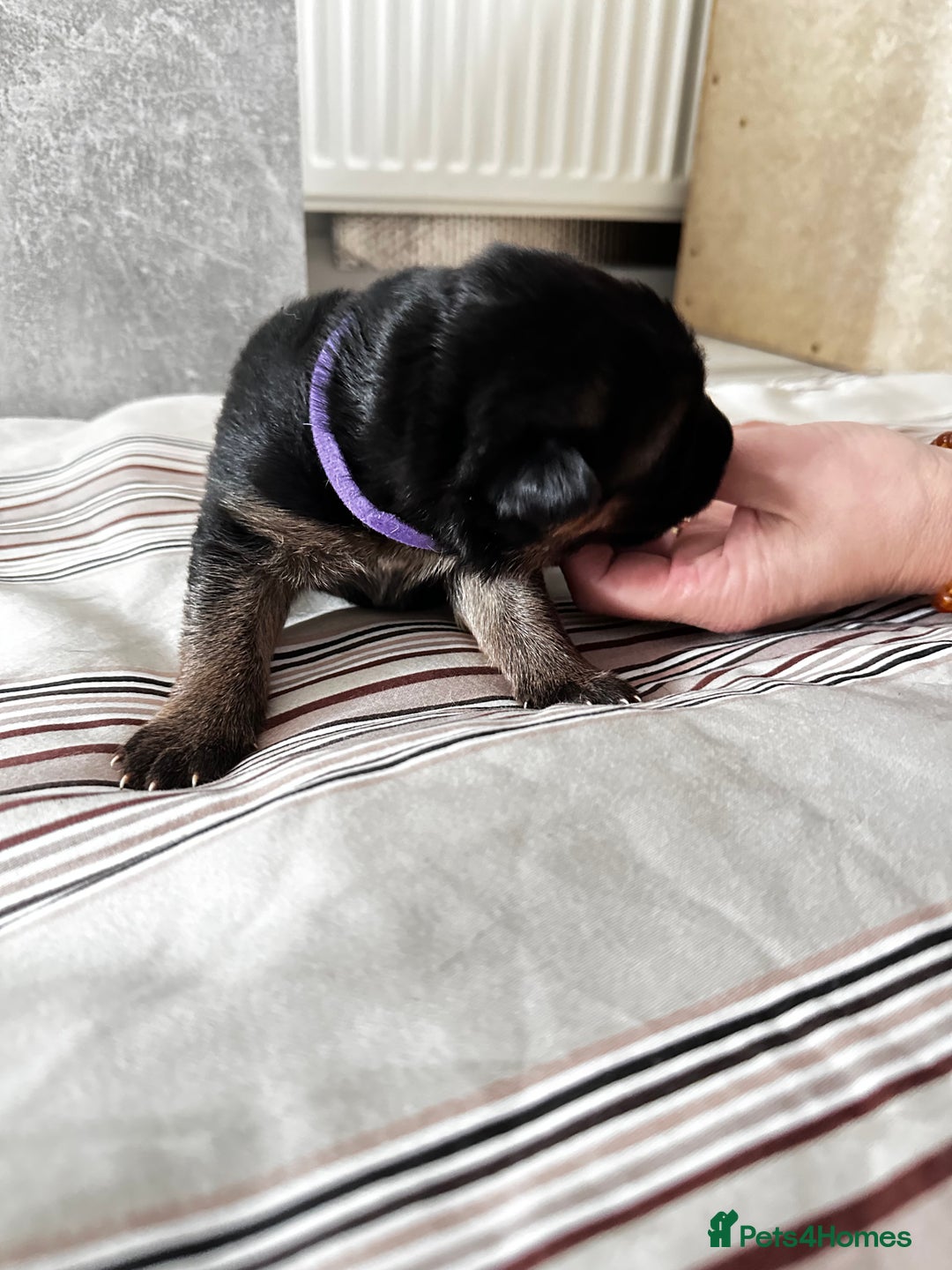 German Shepherd dogs for sale: KC German Shepherd puppies - Image 10