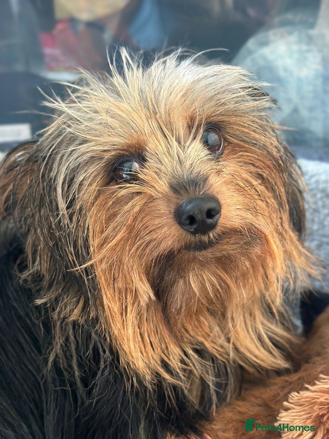 Yorkshire Terrier dogs for adoption: 💙🐶 BAILEY 🐶💙 - Image 4
