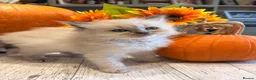 Ragdoll cats for sale: Beautiful litter of Ragdoll kittens - Advert 13