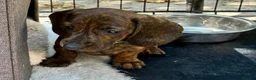 Miniature Dachshund dogs for sale: dachshund puppies UNIQUE fur patterns - Advert 9