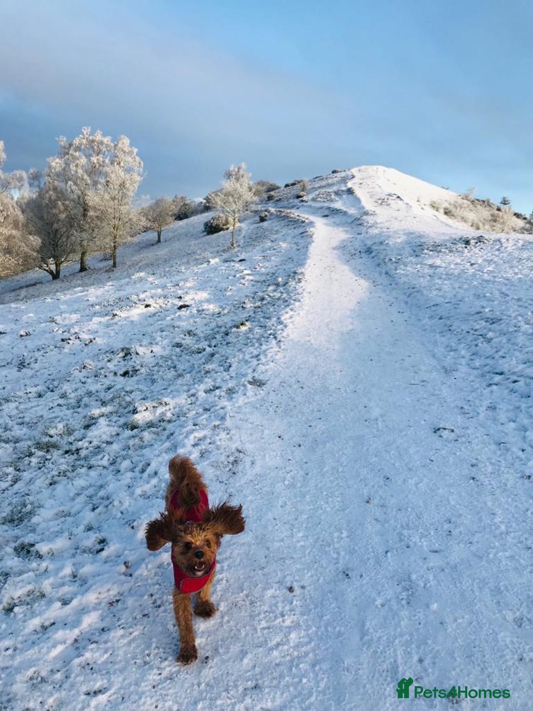 Cavapoo dogs for sale: Welcome to Cotswold Cavapoos - Advert 29