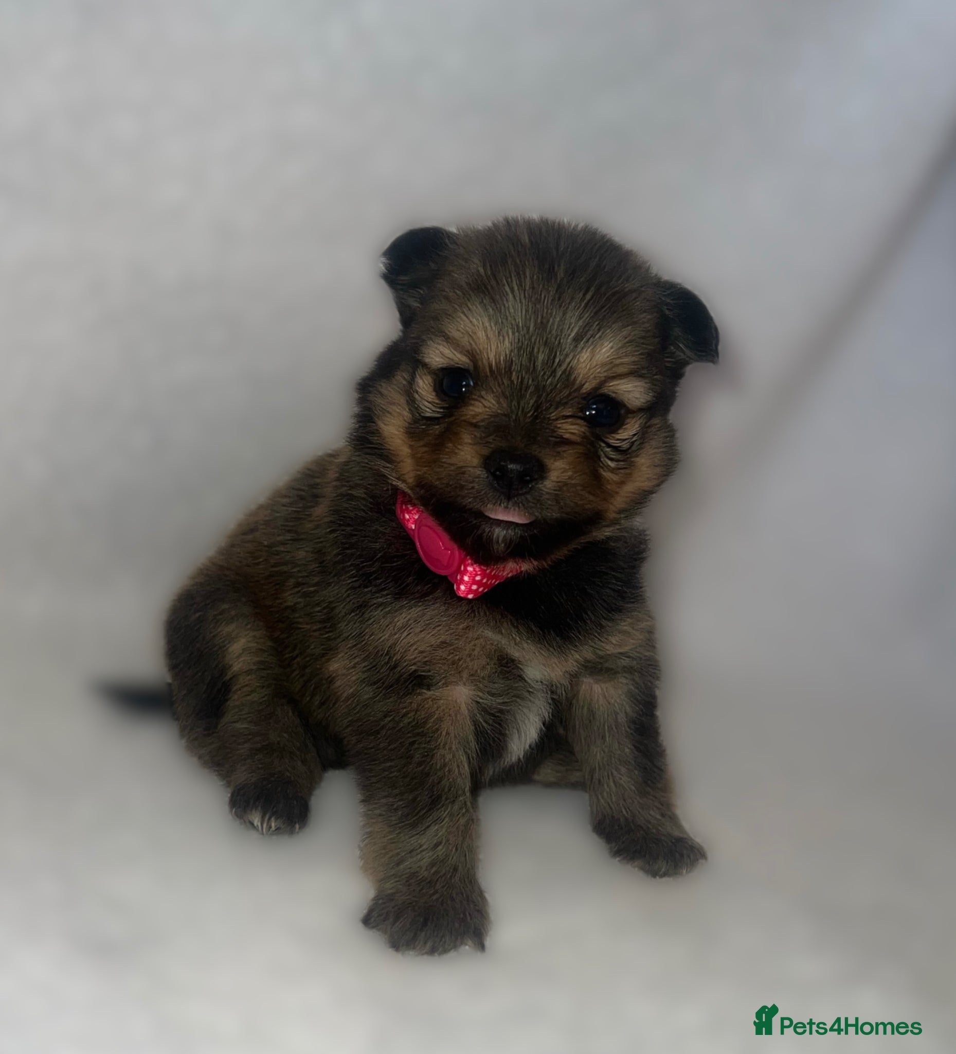 Pomeranian dogs Beautiful  Pomeranian baby’s  - Advert 10