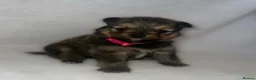 Pomeranian dogs for sale: Beautiful  Pomeranian baby’s  - Advert 1