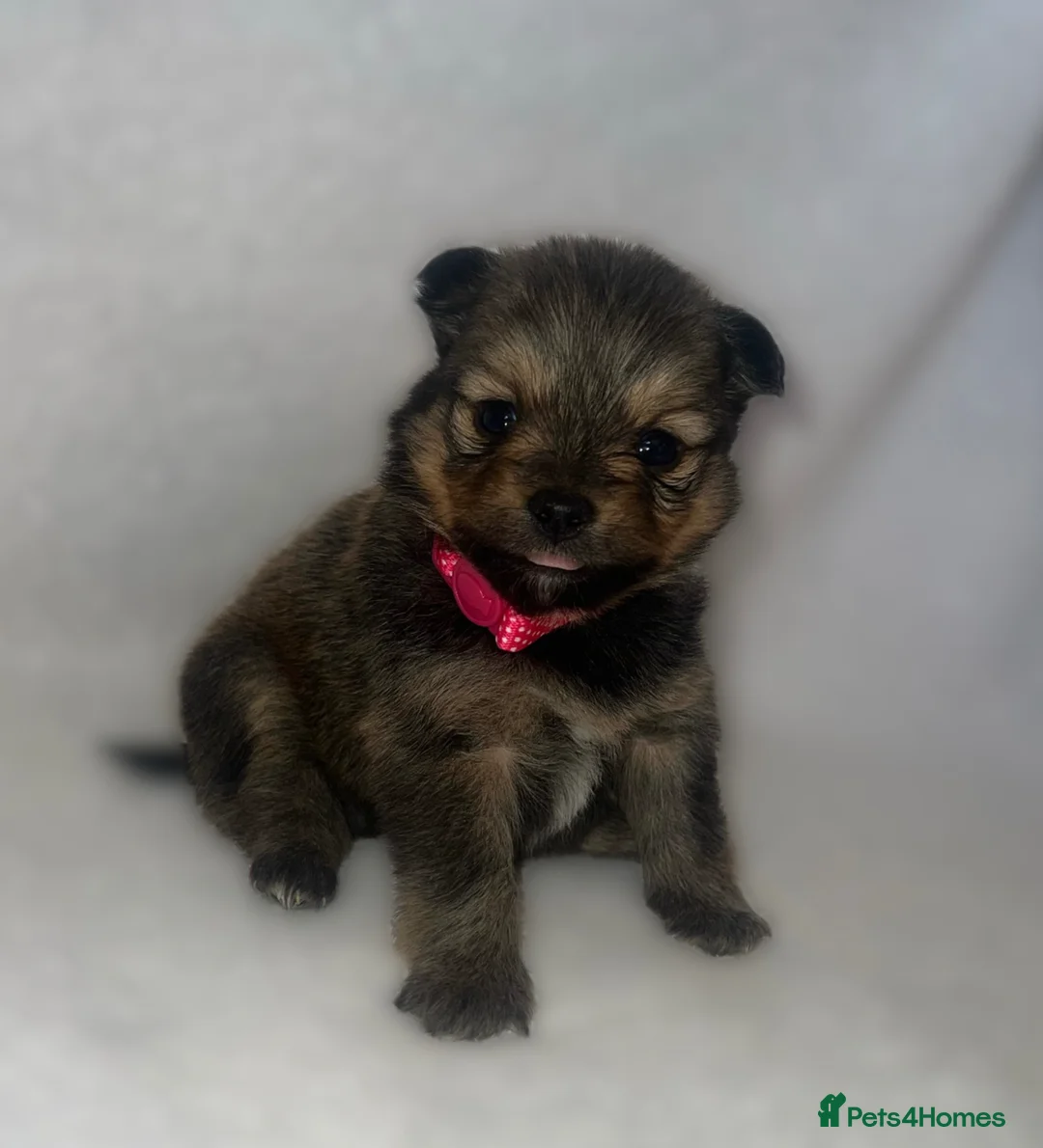 Pomeranian dogs for sale: Beautiful  Pomeranian baby’s  - Advert 1