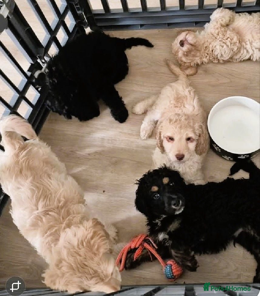 Cockapoo dogs F1 Remaining beautiful cockapoos - Ready to leave  - Advert 19