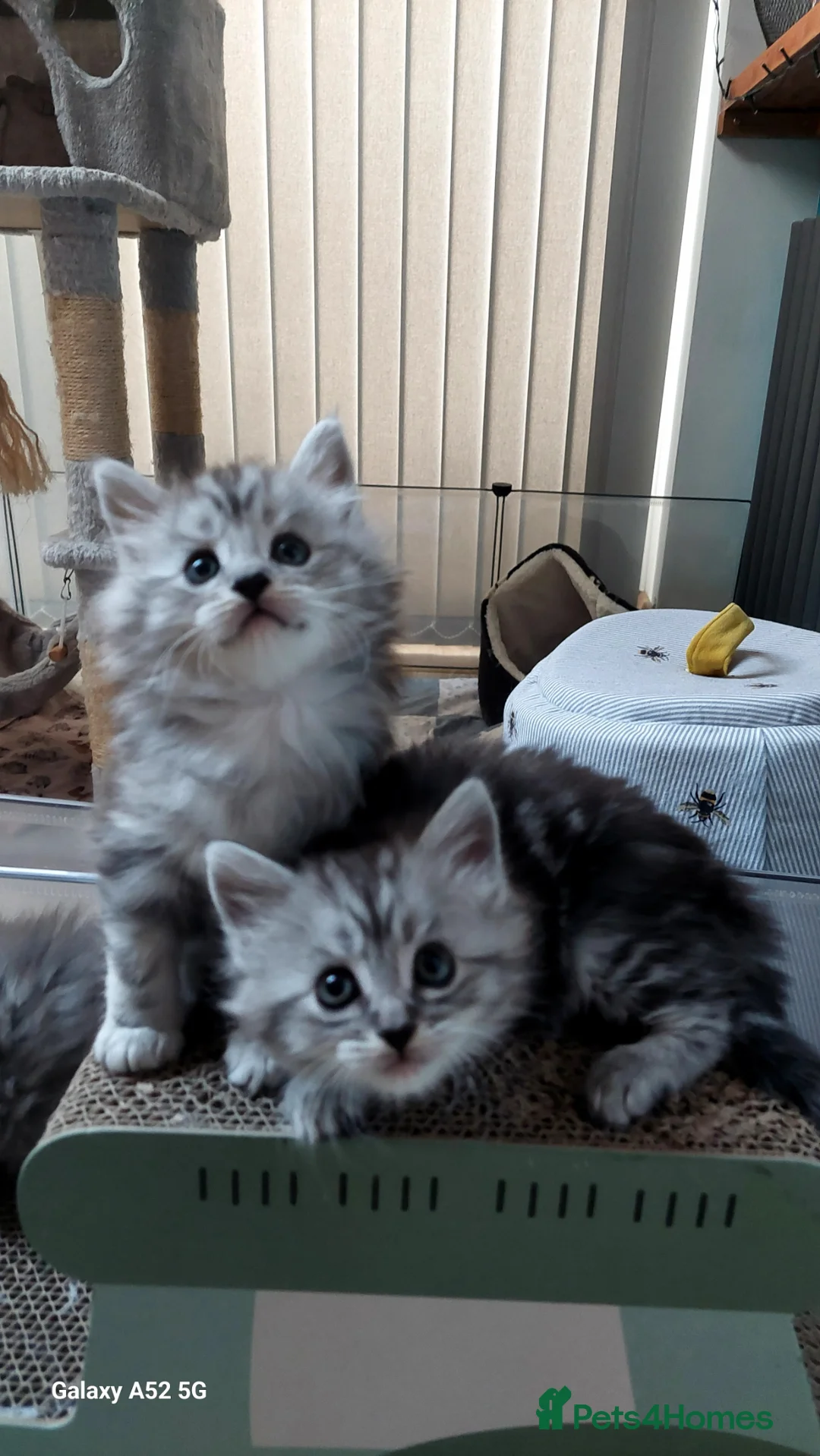 Maine Coon cats for sale: Maine coon x bengal x russian blue mixed litter - Advert 2