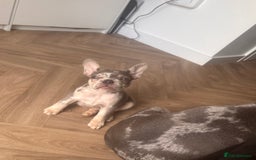 French Bulldog dogs for sale: French Bulldog Puppies - Image 5