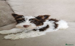 Yorkshire Terrier dogs for sale: Yorkshire terrier pedigree boy in Boston - Image 8