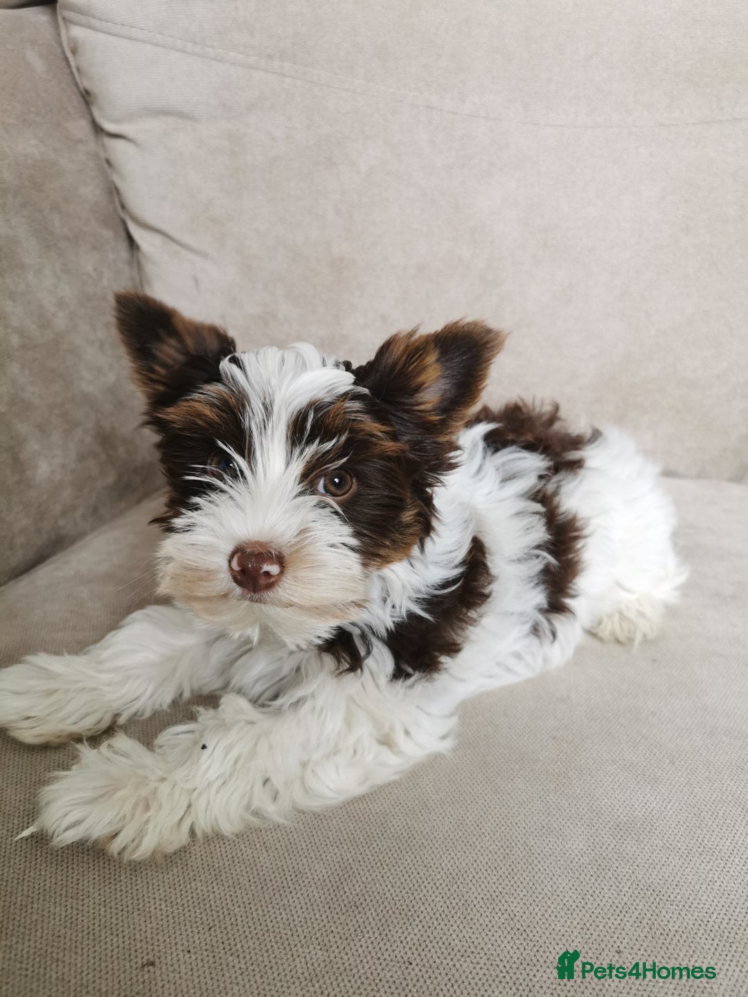 Yorkshire Terrier dogs for sale: Yorkshire terrier pedigree boy in Boston - Image 8