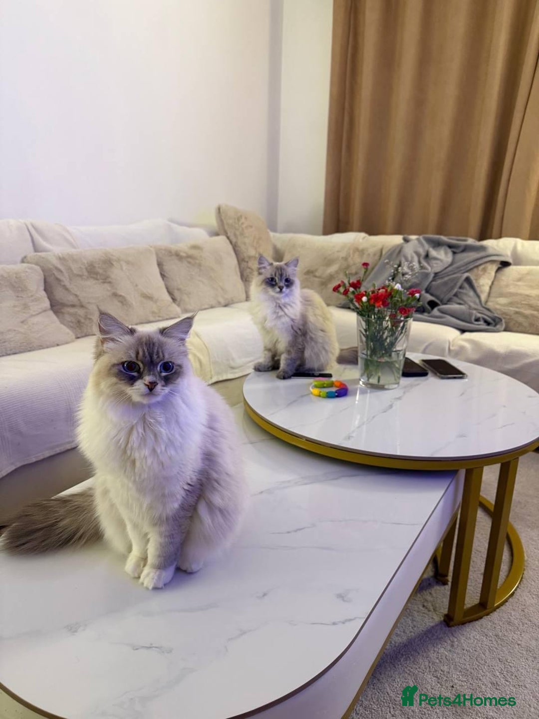 Siberian cats for sale: Rare Siberian Cats Available😻💯 - Advert 2
