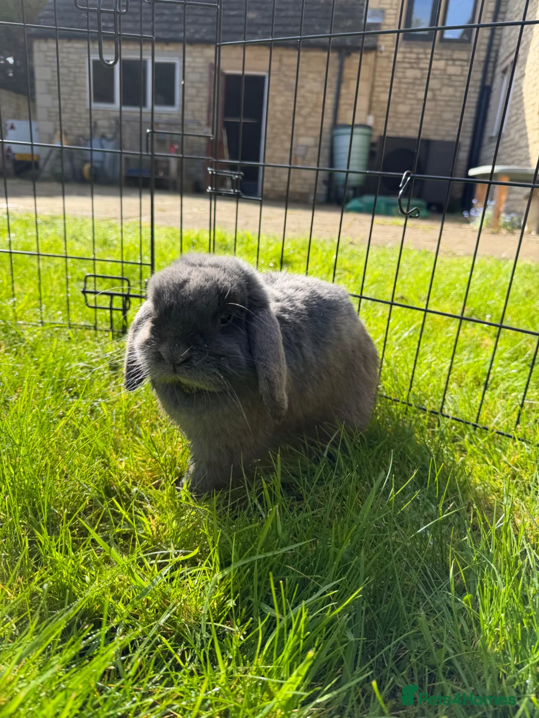 Mini Lop rabbits for sale: Gorgeous mini lop  - Advert 1