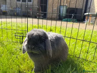 Mini Lop rabbits Gorgeous mini lop - Advert 10