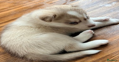 Siberian Husky dogs - Advert 16