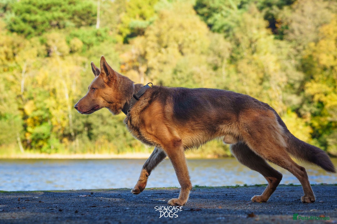 German Shepherd dogs for sale: KC Registered Working Line German Shepherd Puppies - Advert 5