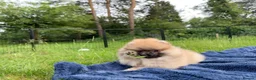 Pomeranian dogs for sale: Tiny Pomeranian Puppies  - Advert 21