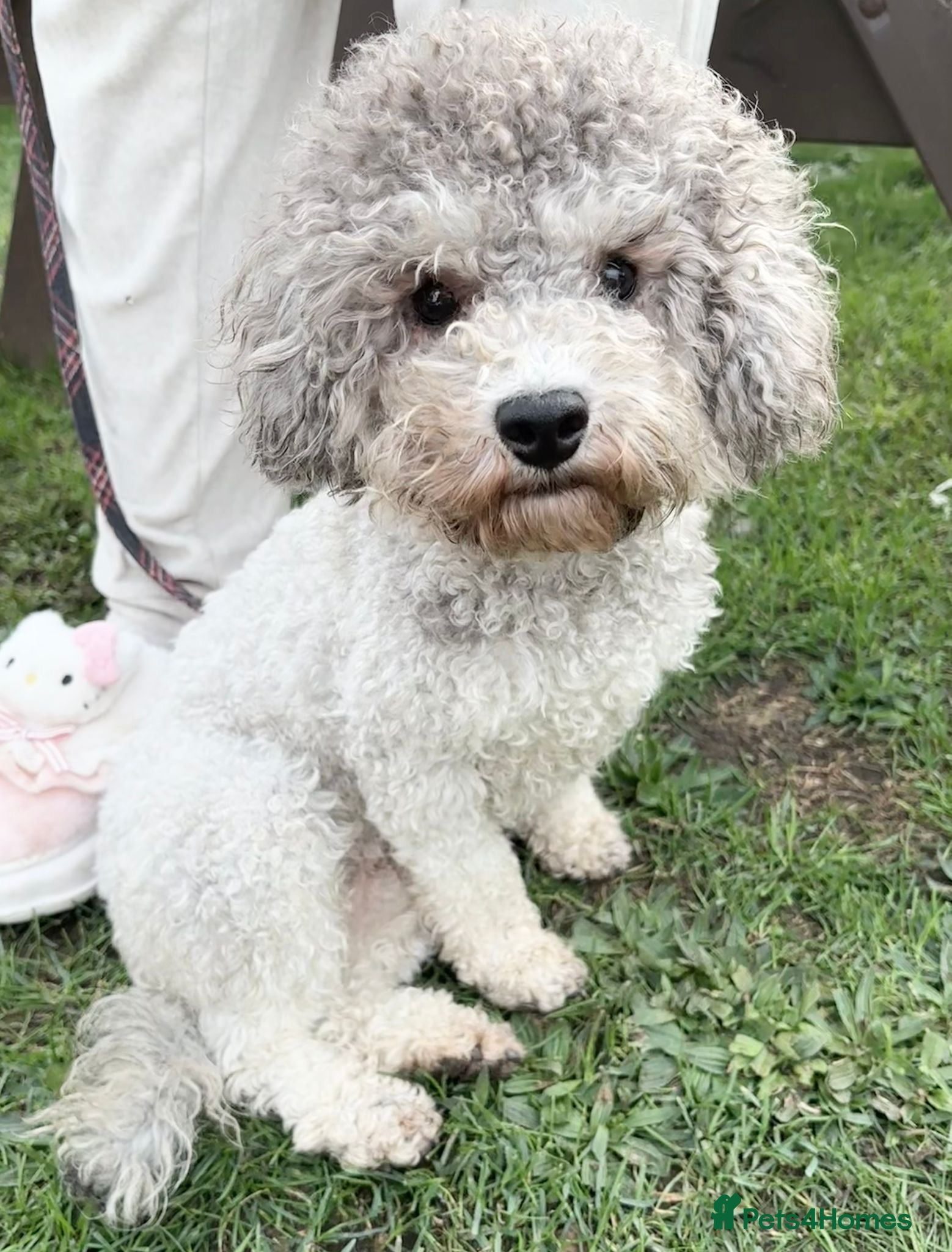 Toy Poodle dogs Proven Silver Phantom Toy Poodle For Stud! - Advert 14